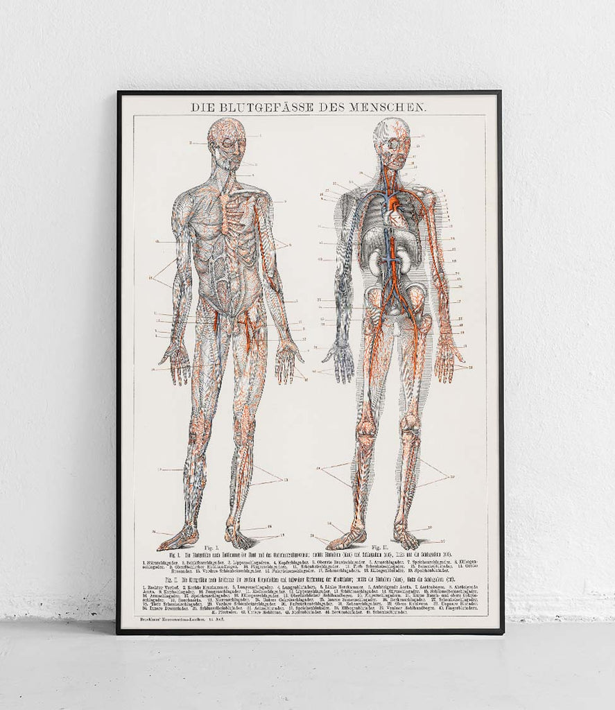The blood vessels and circulatory system - poster