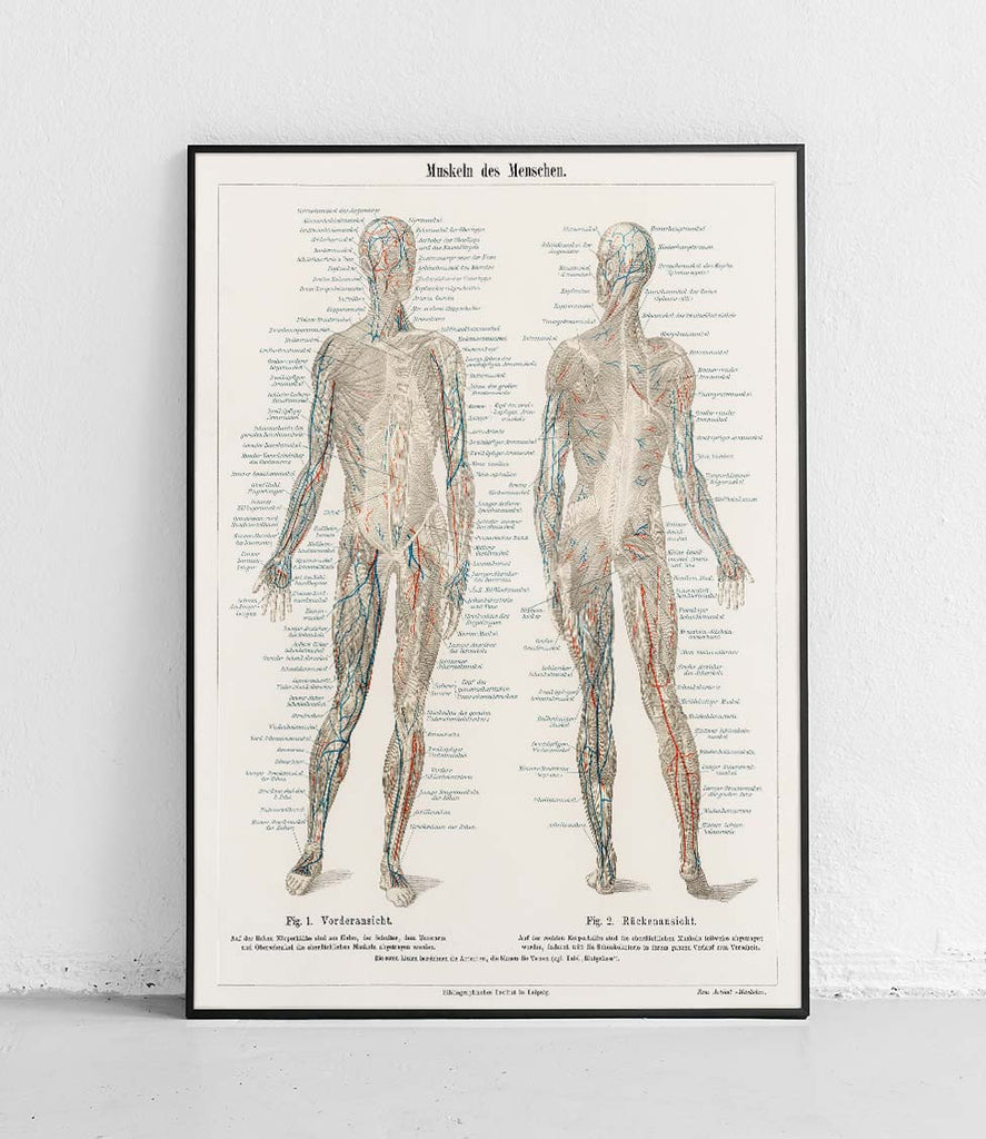Muscular System - poster