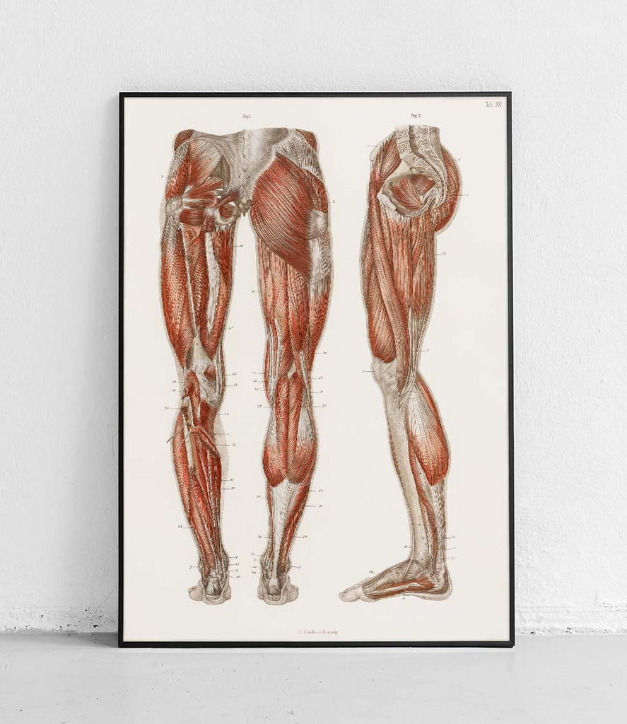 Leg and Foot Muscles - poster