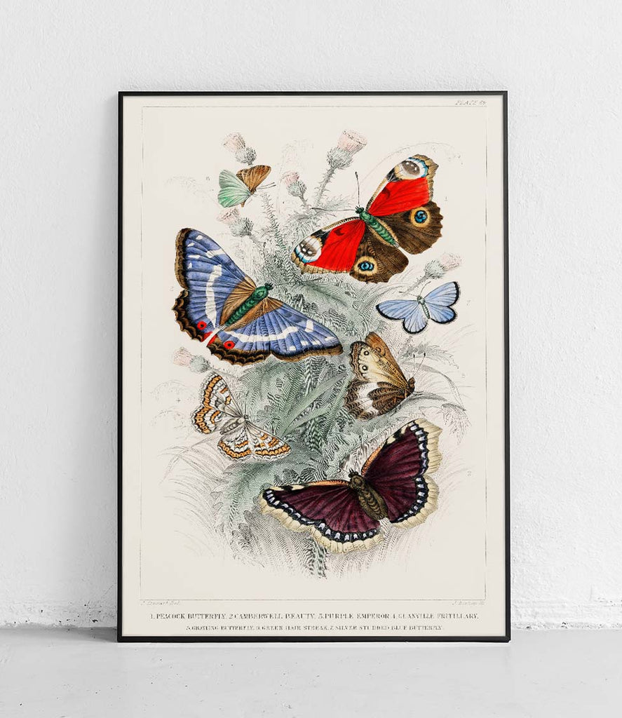 Butterflies 5 - poster