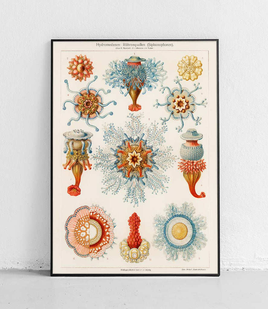 Hydrozoa - poster