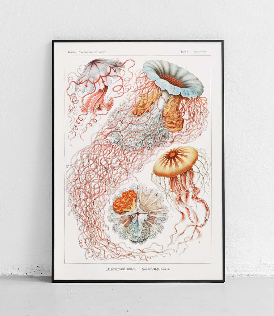 True jellyfishes - poster