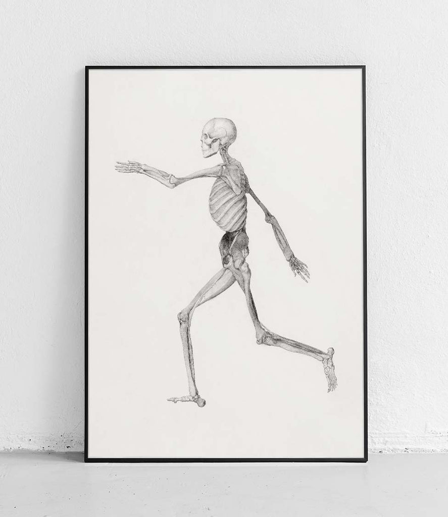 Human Skeleton Lateral View - poster