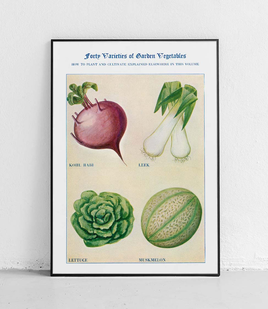 Kohlrabi leek lettuce muskmelon - poster