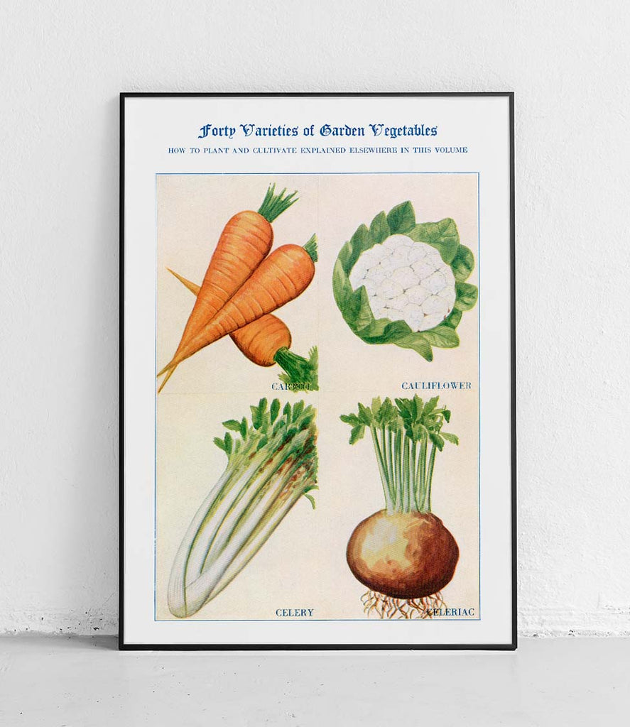 Carrots cauliflower celery and celeriac - poster