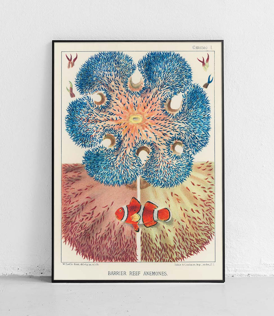 Ocellaris clownfish - poster