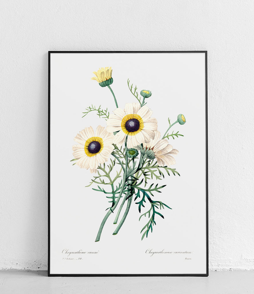 Tri-color chrysanthemum - poster