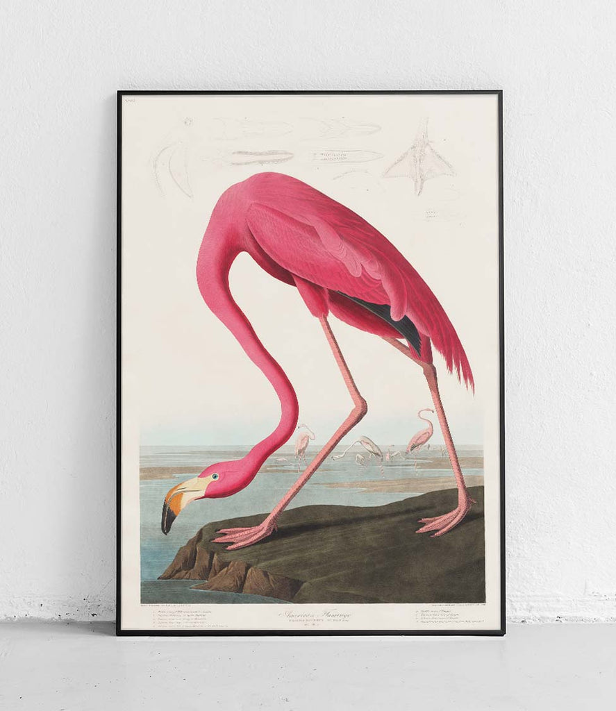 Pink Flamingo - poster