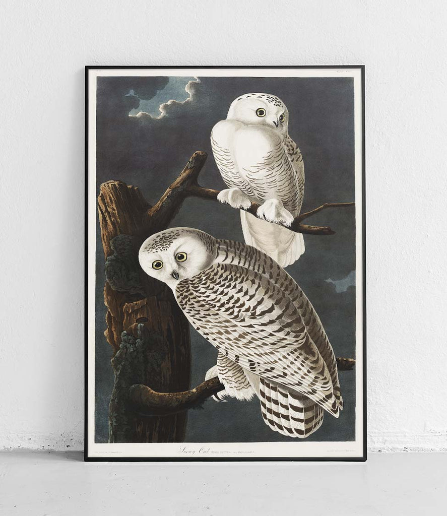 Snowy owl - poster
