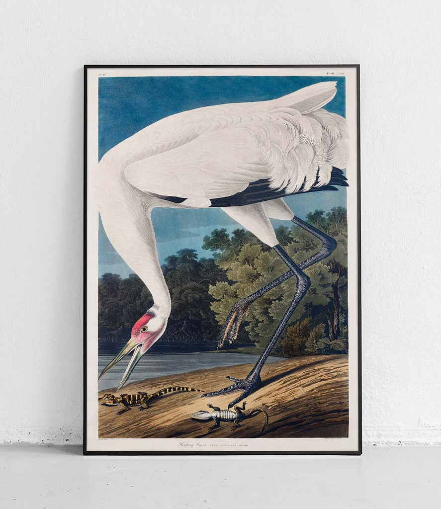Whooping crane - poster