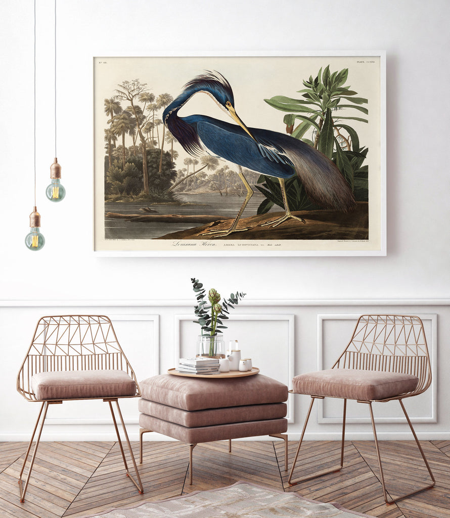 Tricolored heron - poster