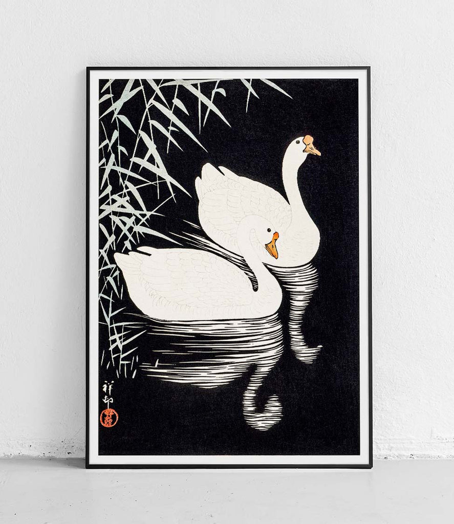 White Chinese Geese - poster
