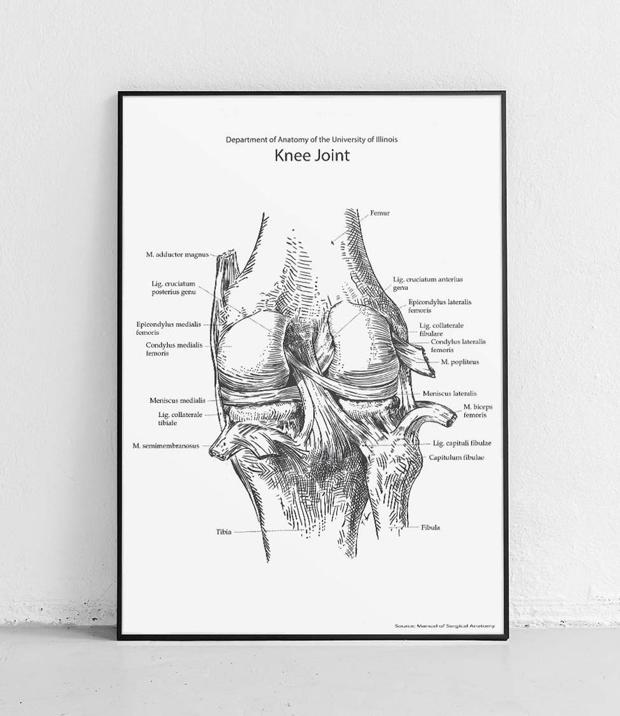 Knee joint on white background - poster