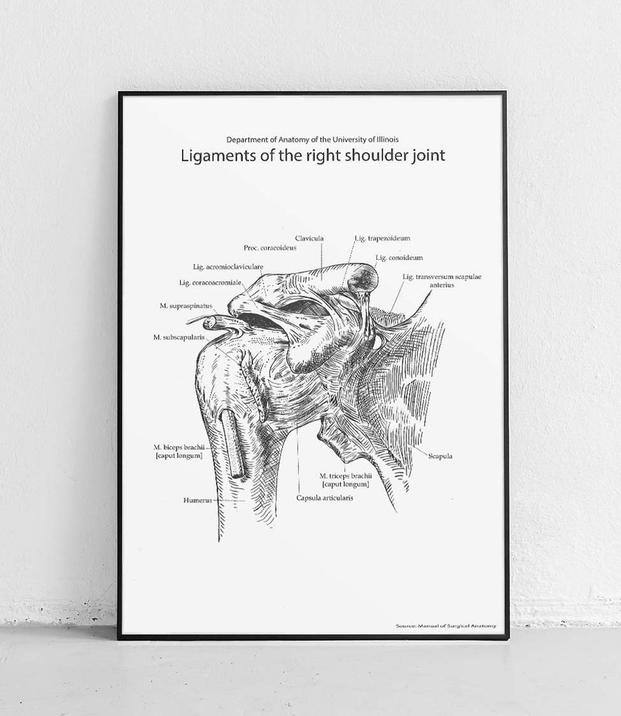 Ligaments of the right shoulder joint on white background - poster