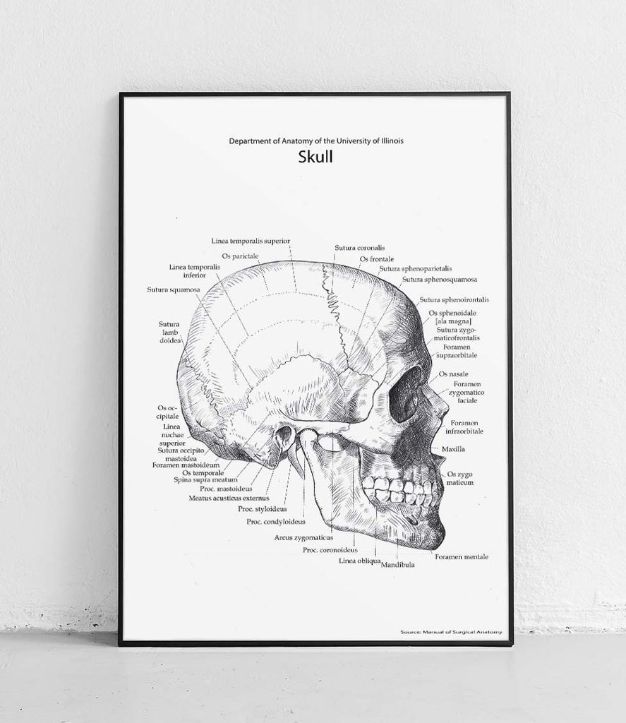 Skull side view on white background - poster