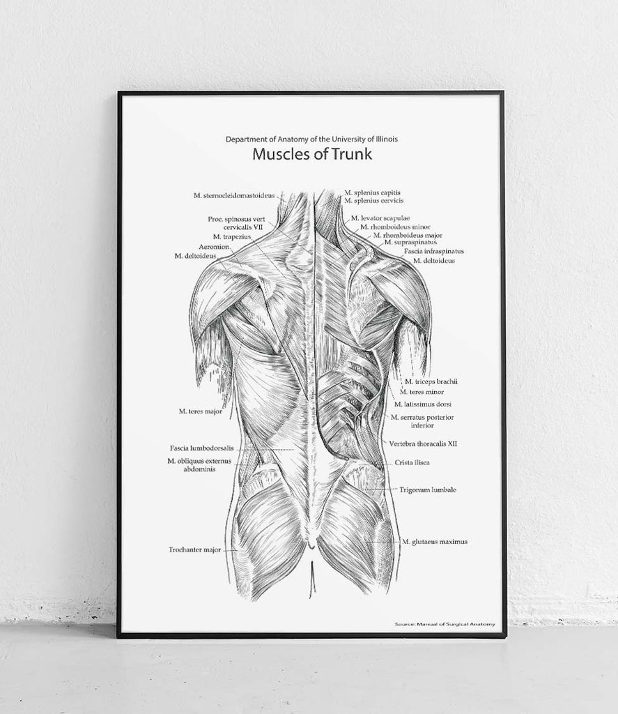 Torso muscles back structure on white background - poster