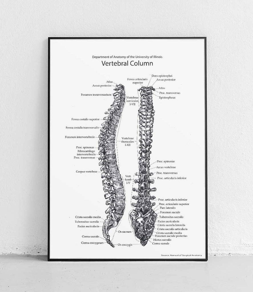 Human spine on white background - poster